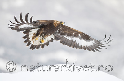 BB 11 0366 / Aquila chrysaetos / Kongeørn